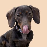 sienaminidachshund