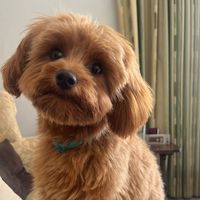 cavapooharvey