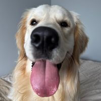 buddythegolden14
