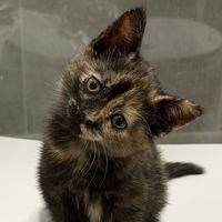 sonya_kittymeow