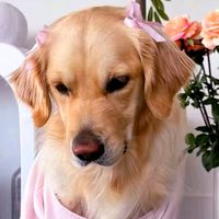 son original