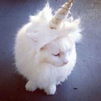 jesstaunicorn