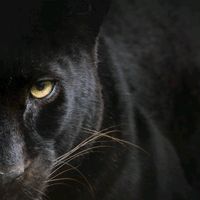 accountprivatoangy