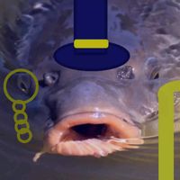 lordkarpfen