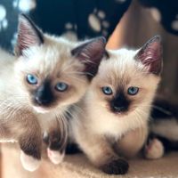 ragdollkingdomuk