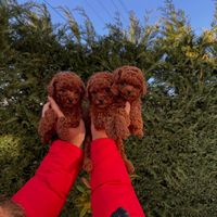 pomeranian.pupy