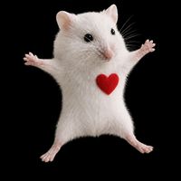 hamsterrave_live