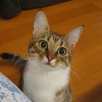 vexxytech