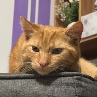 sunfyretheorange