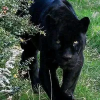 original sound - anacondatradatoare