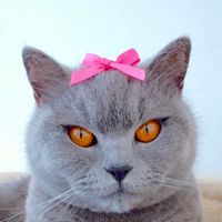mittensthebluecat