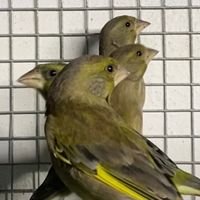 greenfinchbreeding0