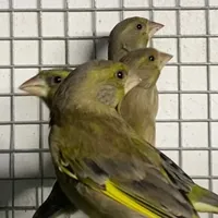 original sound - greenfinchbreeding0