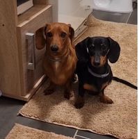 avomanna.the.mini.dach
