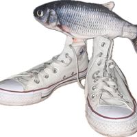 the.fish29