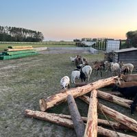 dźwięk oryginalny