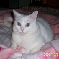 _meowzer5