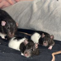 .ratsoftiktok