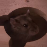 indiasbackupxx13