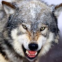 .wolf8005
