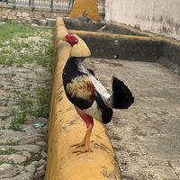 gallera_la_muralla