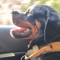 yako_rottie