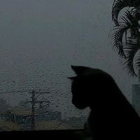 moonfowrr