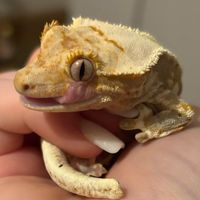 reptiles197
