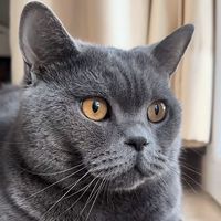 pepethecat23