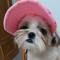 shih_tzu2.024