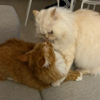 meowmagicduo