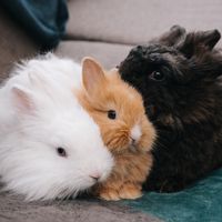 jettstevieandginny