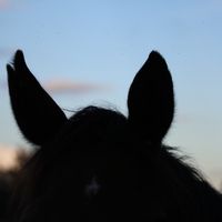 barnbross
