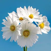 original sound - nermin9736