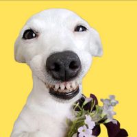 perritoviraaal