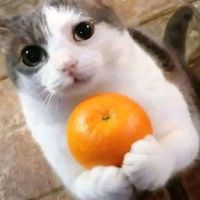 glorpmeowp