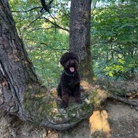 argo_the_lagotto
