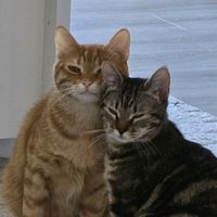 rouky.balbocat