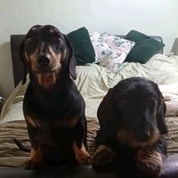 thewhackydakies