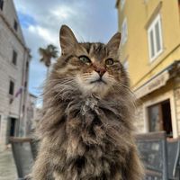 streetcatsofkorcula