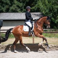 lisas_dressagelove
