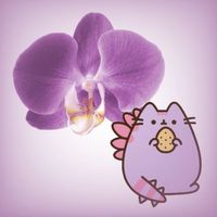 tamzino.kei