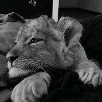 nisar_d