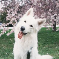yodathecutedog
