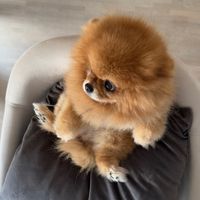 honey.pommie