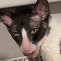 cornishrex.feya