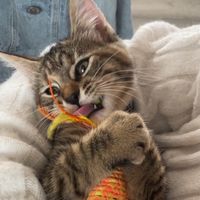 lespetitchat0
