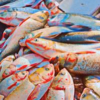 hyder.mallah.fish