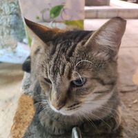 jiafeis_cat