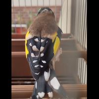 gallos_y_silveltrismo